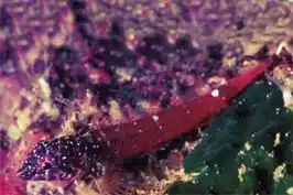 Tripterygion melanurum