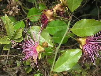 Capparis zeylanica