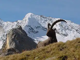Alpensteenbok in Gran Paradiso