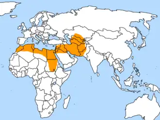 Egyptische nachtzwaluw