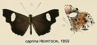 Pseudotinea caprina