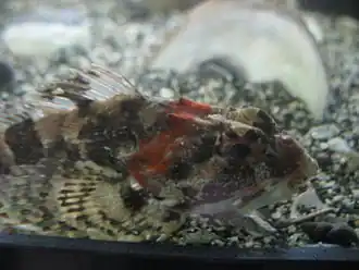 Myoxocephalus aenaeus