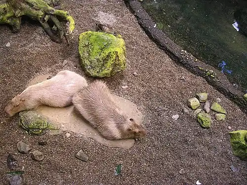 Capibara's in Montreal Biodôme, Canada