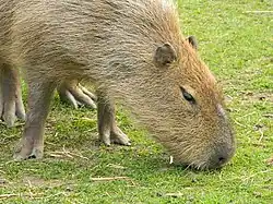 Capibara