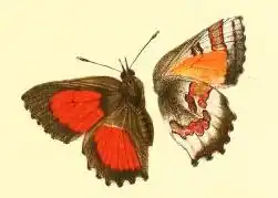 Capys alphaeus