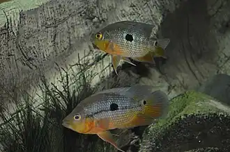 Caquetaia spectabilis