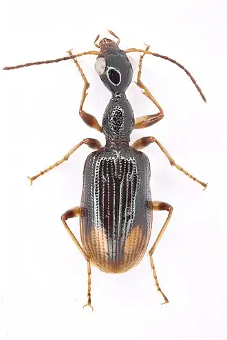 Eucolliuris