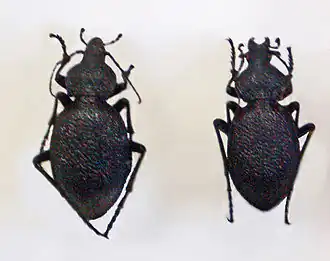 Carabus gigas