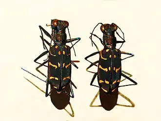 Cicindela interrupta