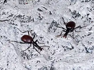 Cychrus cylindricollis