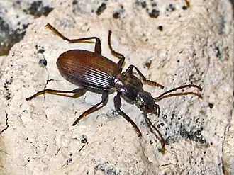 Laemostenus janthinus