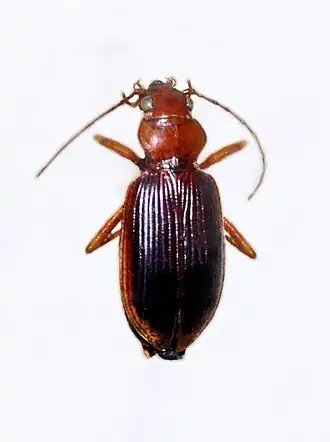 Nebria psammodes