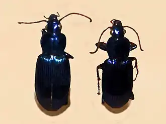 Poecilus purpurascens