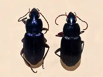 Poecilus quadricollis