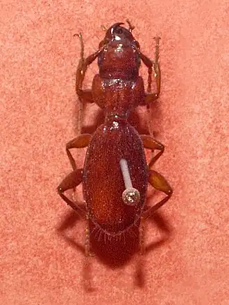 Siagona jenissoni