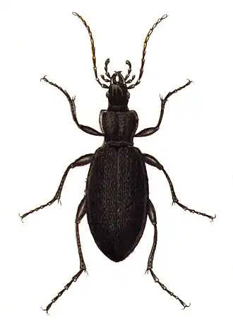 Carabus caelatus