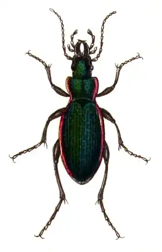 Carabus excellens