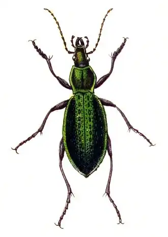 Carabus smaragdinus