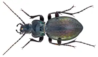Carabus faustus