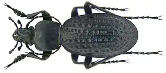 Carabus chevrolati