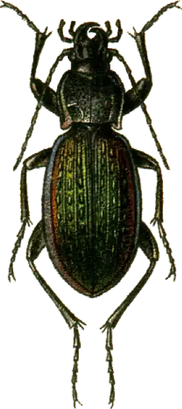 Carabus adamsi