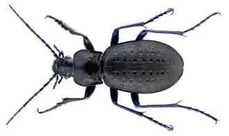 Carabus alpestris
