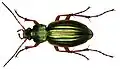 Gouden schallebijter (Carabus auratus)
