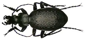 Carabus baronii