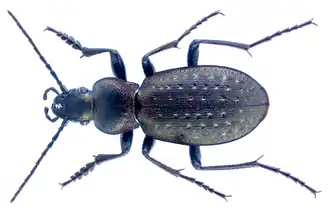 Carabus bertolinii