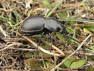 Carabus bessarabicus
