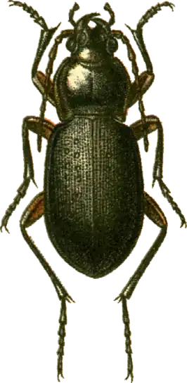 Carabus besseri