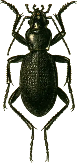 Carabus brandti