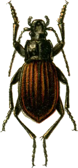 Carabus canaliculatus