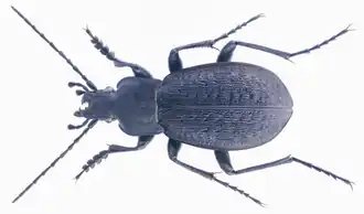 Carabus carinthiacus