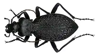 Carabus caschmirensis