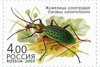 Carabus constricticollis