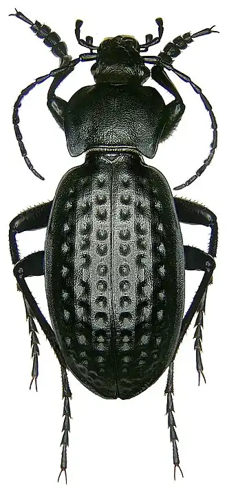 Carabus cribratus