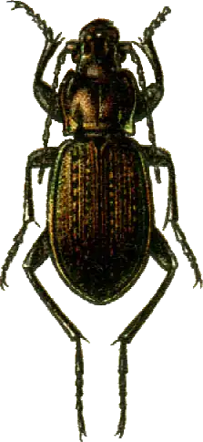 Carabus cumanus