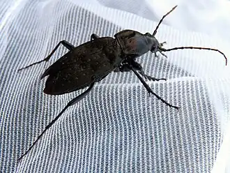 Carabus dehaanii