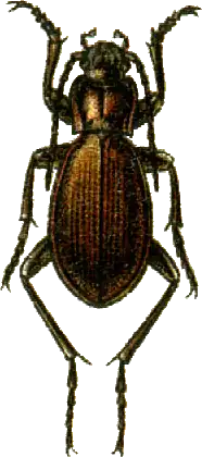 Carabus eous