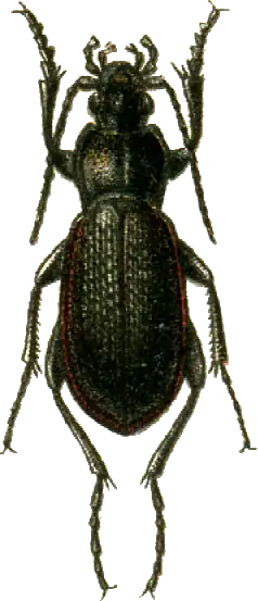 Carabus estreicheri