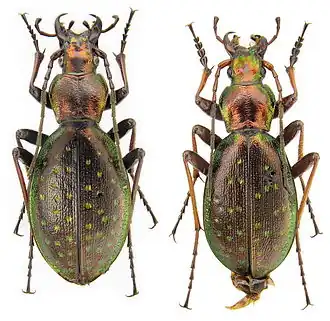 Carabus fabricii