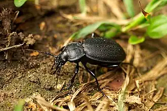 Carabus gebleri
