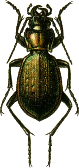 Carabus guerini