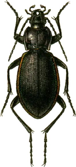 Carabus imperialis