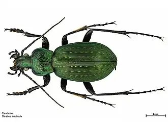 Carabus insulicola