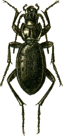 Carabus kaufmanni