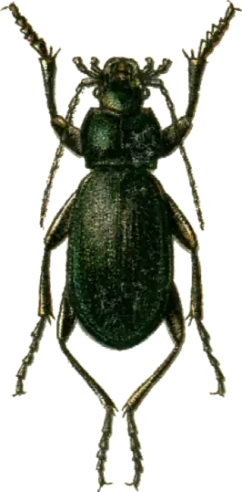 Carabus koenigi