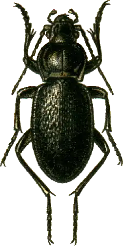 Carabus kruberi