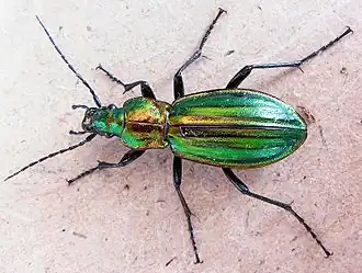 Carabus lineatus